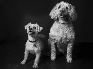 Fundraising Page: Lacey and Henry Wisniewski